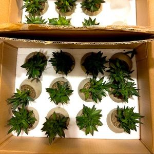 Adorable succulents looking for a place to shine.